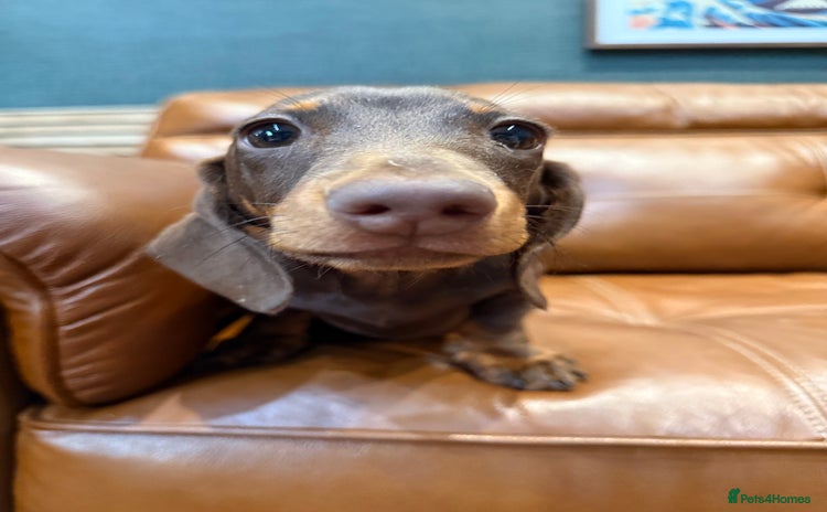 Miniature Dachshund dogs - Advert 14