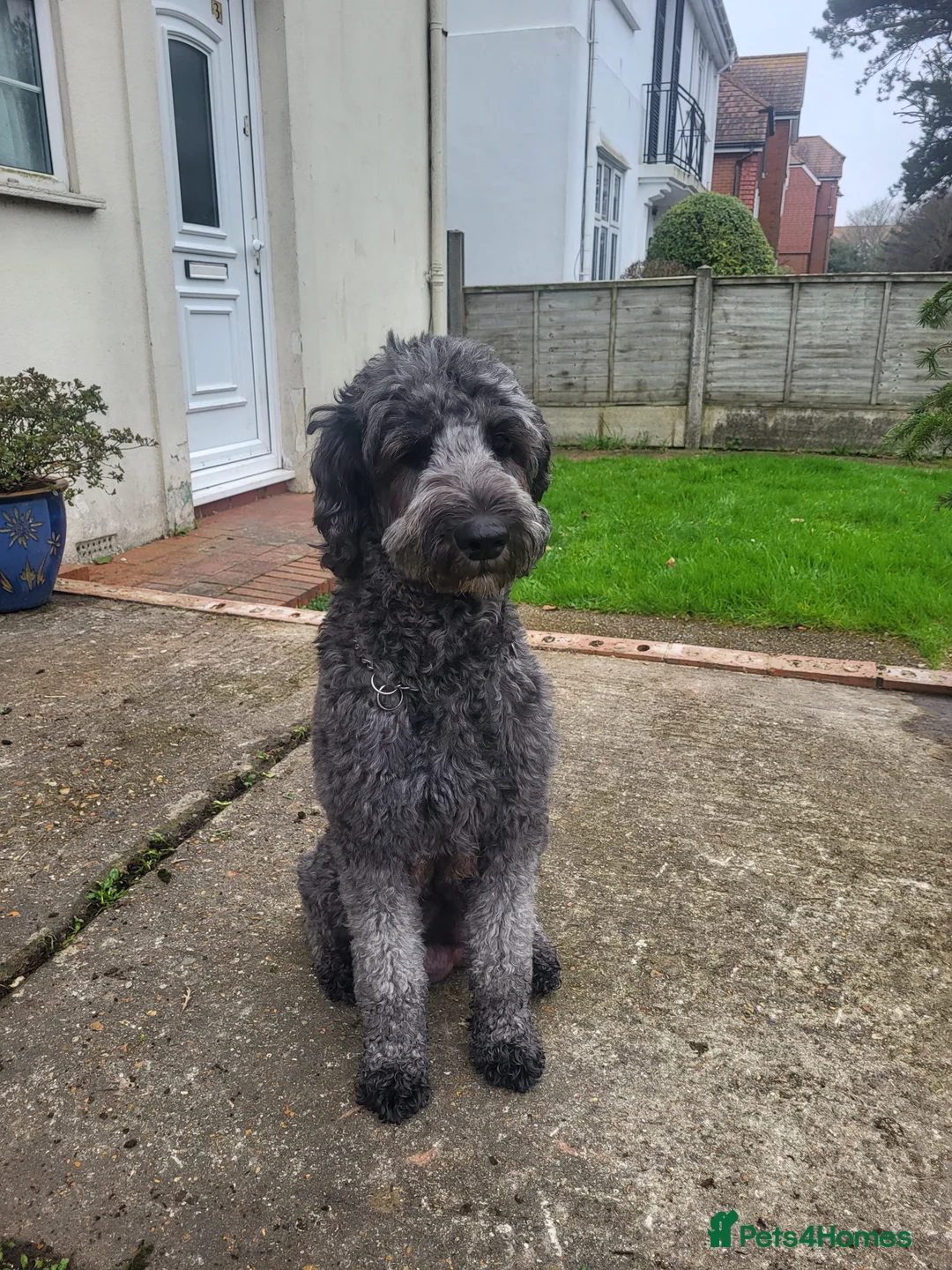 Labradoodle dogs for sale: Adorable Labradoodle Puppies  in Worthing - Advert 7