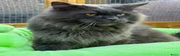 Maine Coon cats for sale: Maine Coon Kittens, Full Pedigree, GCCF 🏆 - Advert 3
