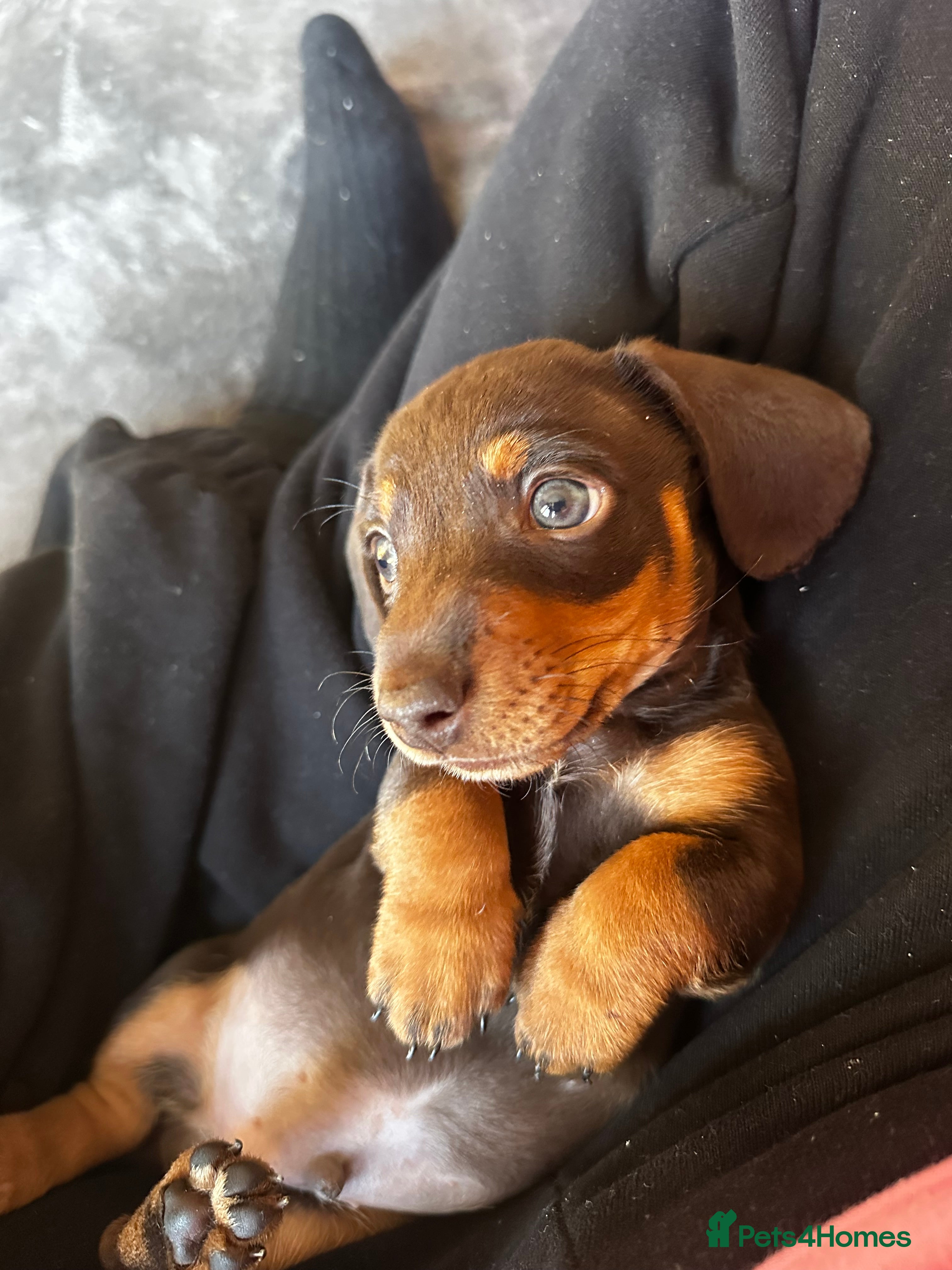 Dachshund dogs Perfect home  - Advert 6