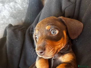 Dachshund dogs Perfect home - Advert 6