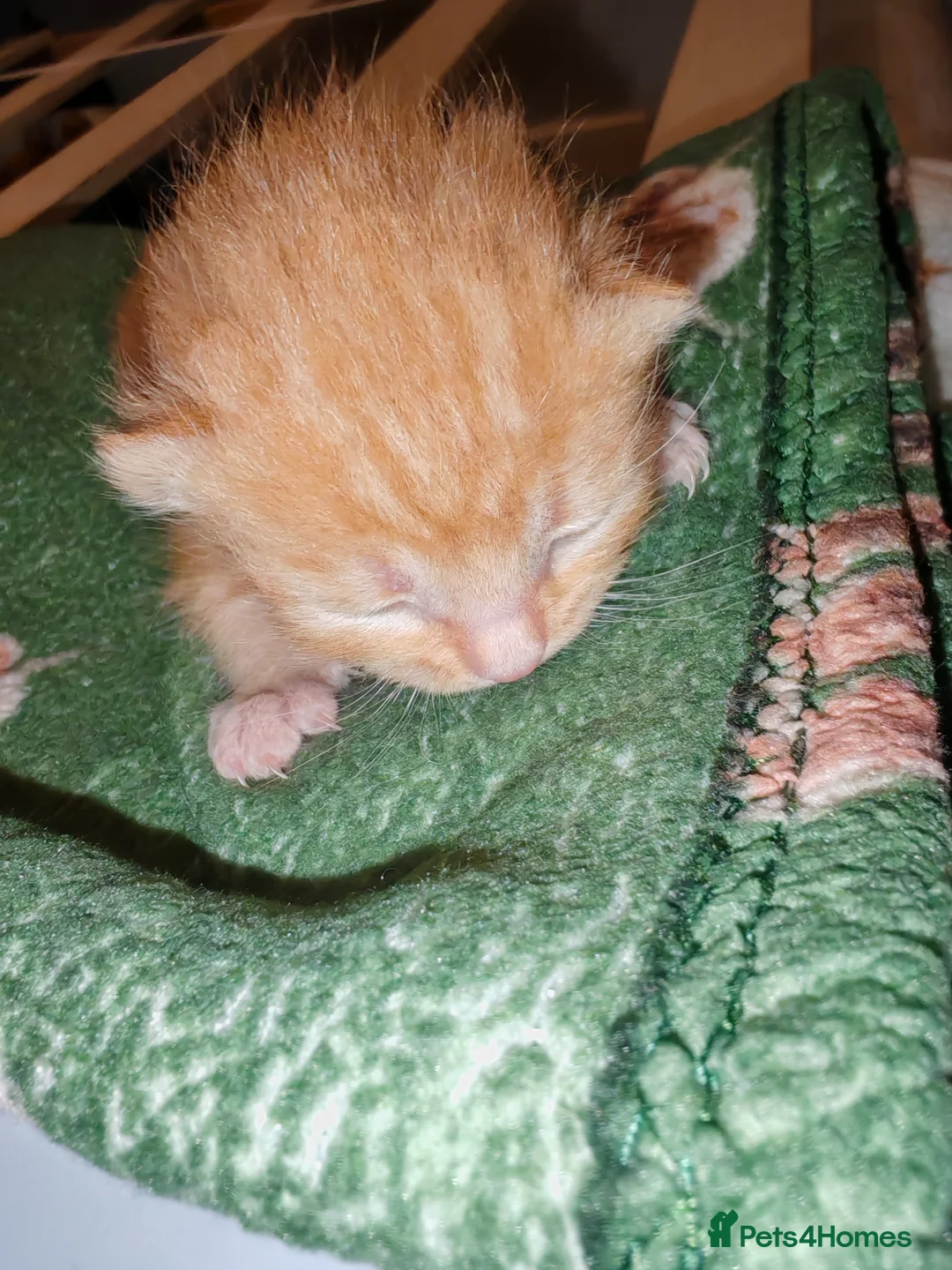 Mixed Breed cats for sale: Born Tuesday 7th July 🤍 - Advert 2