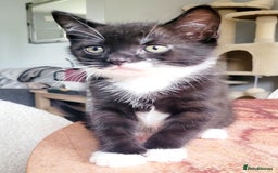 Domestic Shorthair cats for sale: 2 beautiful boys - Image 9