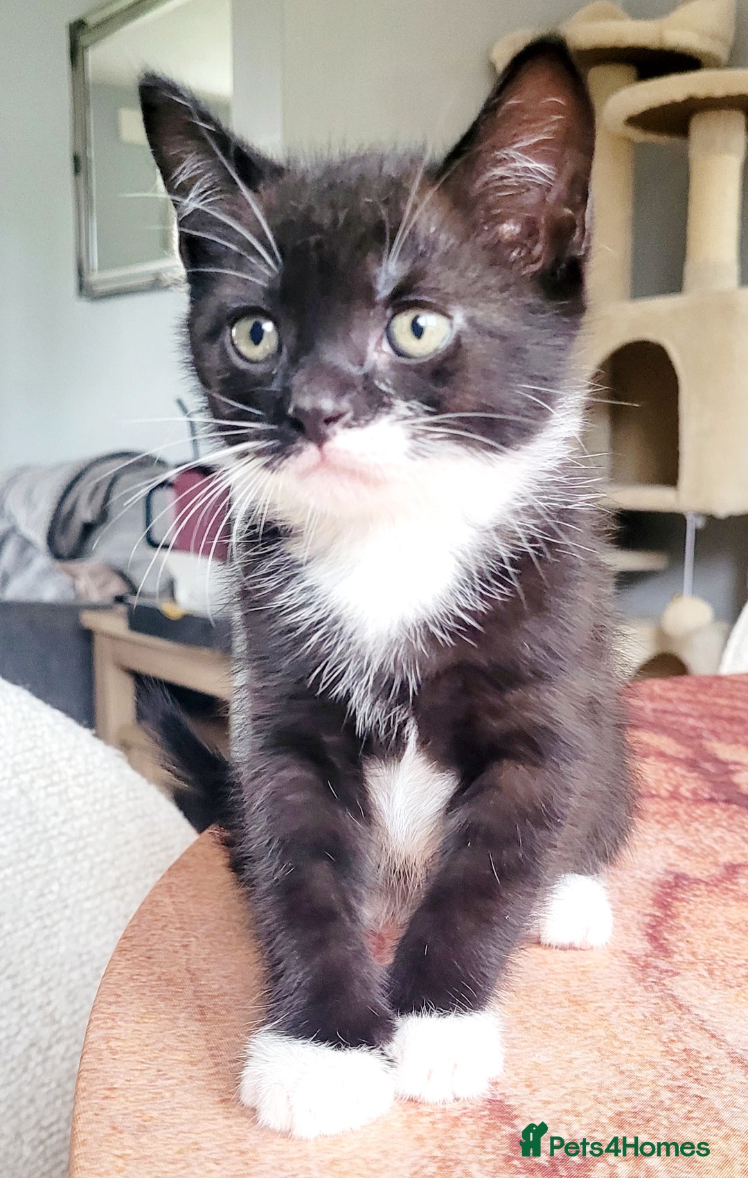 Domestic Shorthair cats for sale: 2 beautiful boys - Image 9