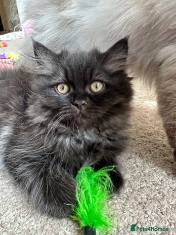 Persian cats - Advert 6