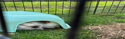 Mini Lop rabbits for sale: Mini lop and English spot looking for new home  - Advert 3
