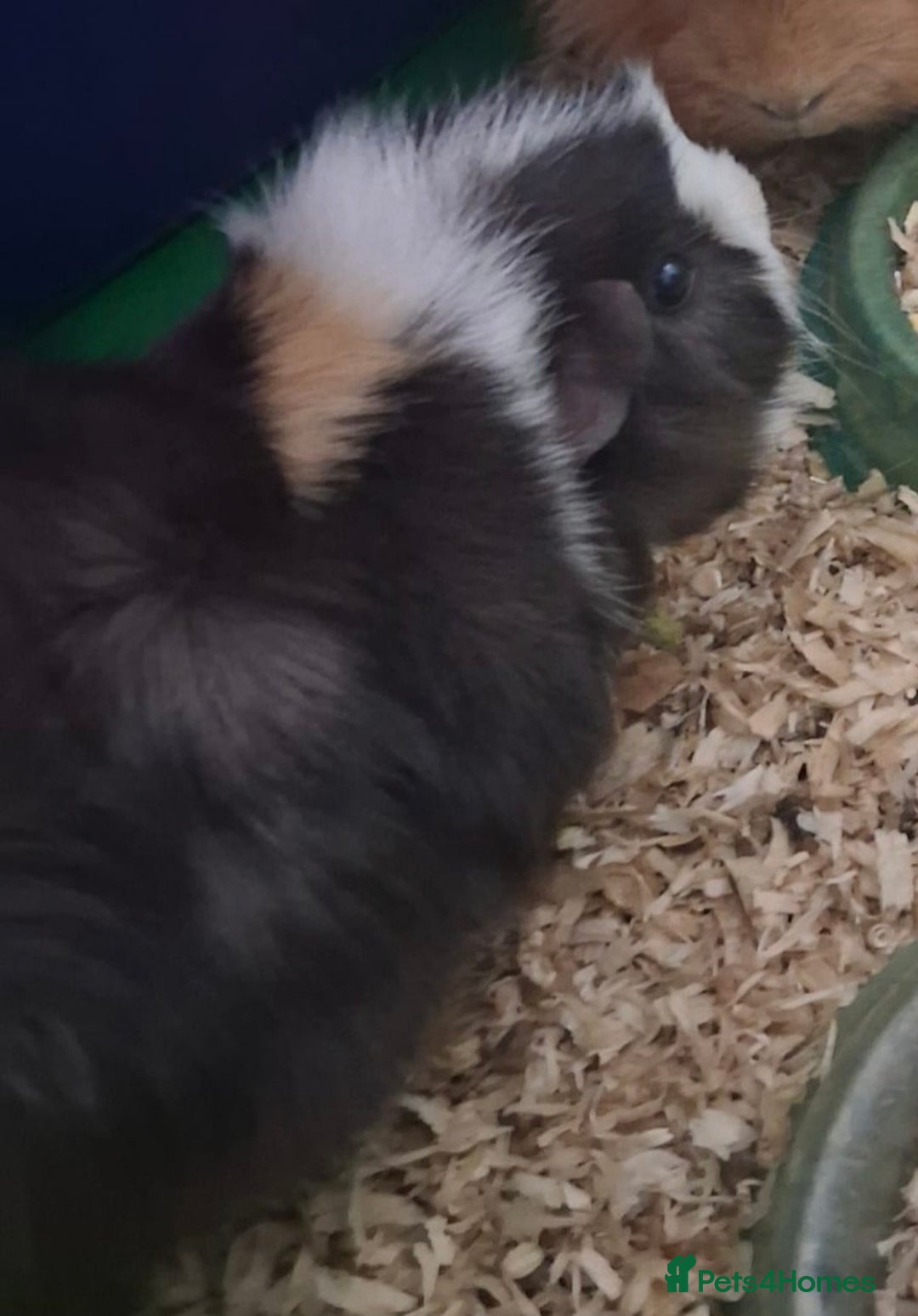 Guinea Pig rodents for sale: Male Ginepigs x 2 6 months old - Advert 2