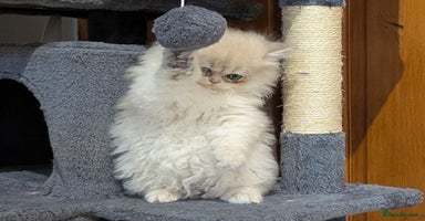 British Shorthair cats - Advert 12