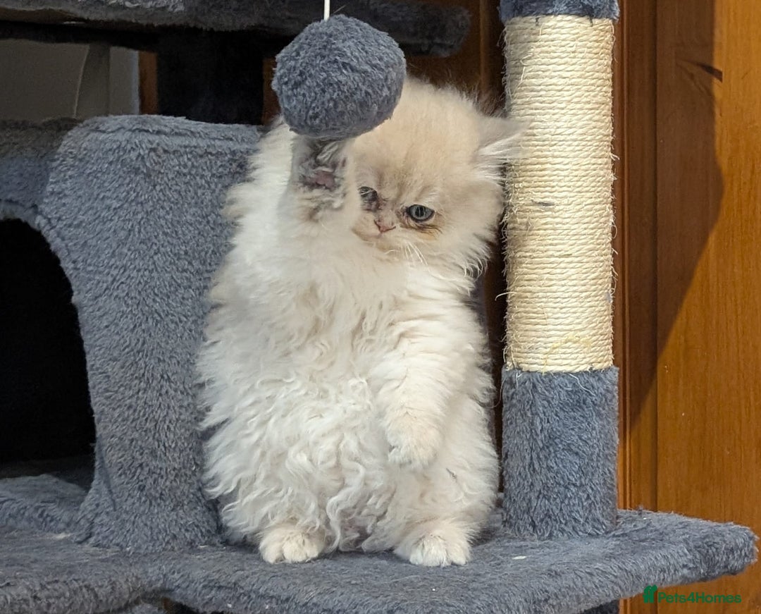 British Shorthair cats for sale: One lovely girl and three handsome boys  - Image 3