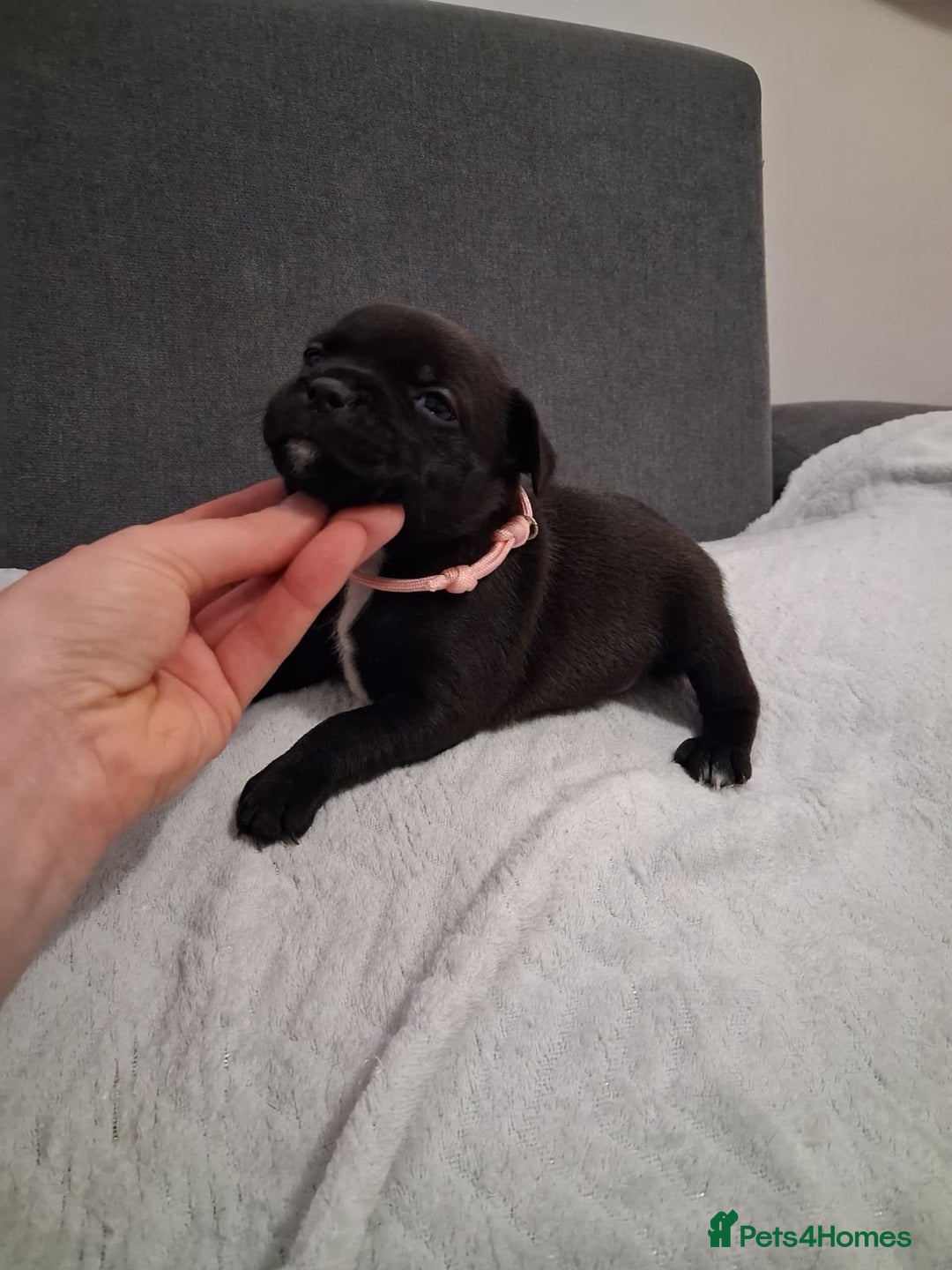 Staffordshire Bull Terrier dogs for sale: Show quality Staffordshire Bull Terrier - Advert 8