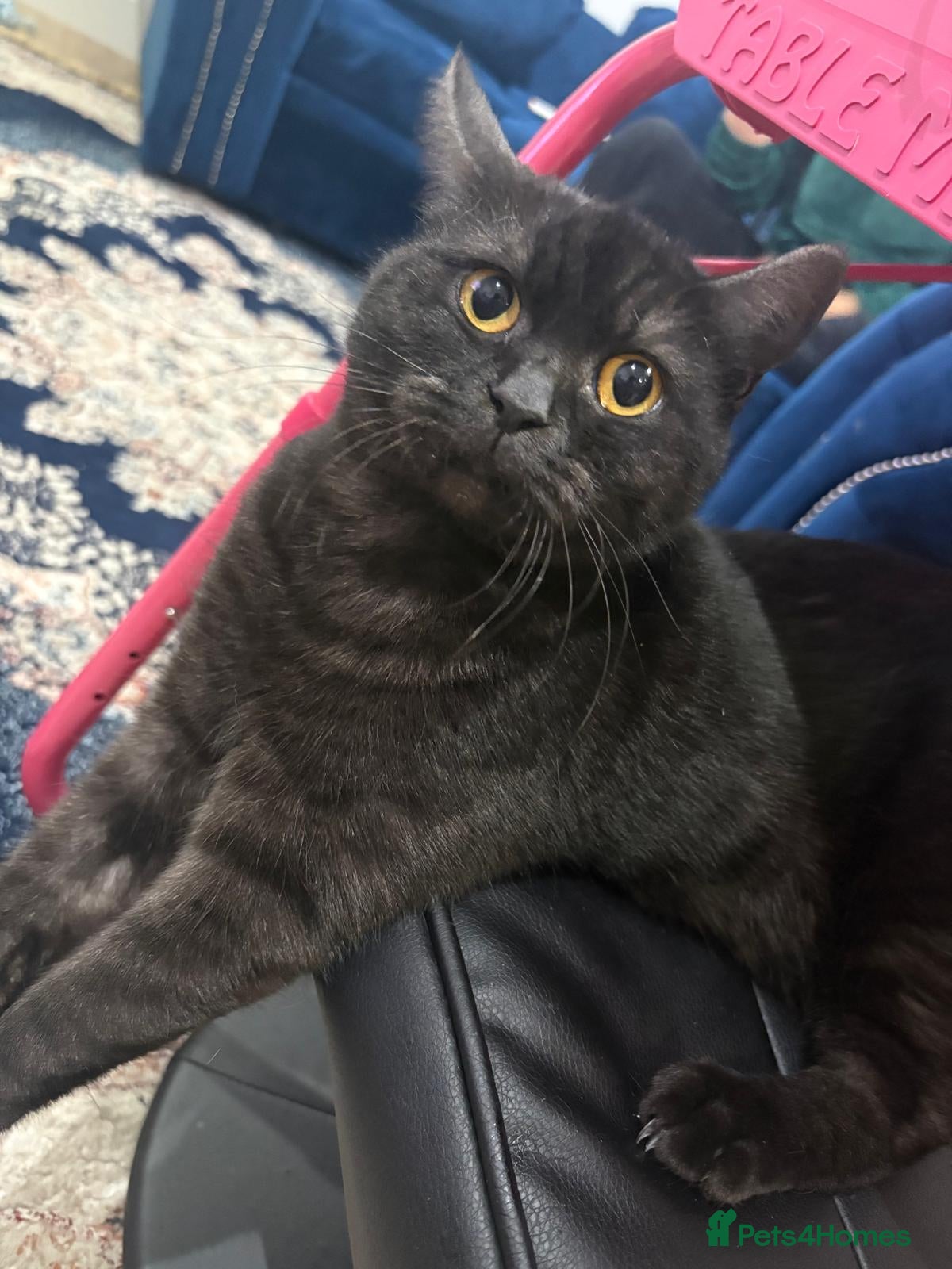 British Shorthair cats Beautiful British Shorthair 11 months kitten - Advert 1