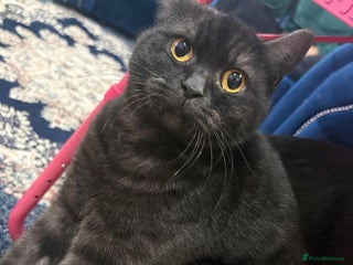 British Shorthair cats Beautiful British Shorthair 11 months kitten - Advert 1