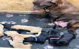 Labrador Retriever dogs for sale: Labrador puppies for sale  - Image 8