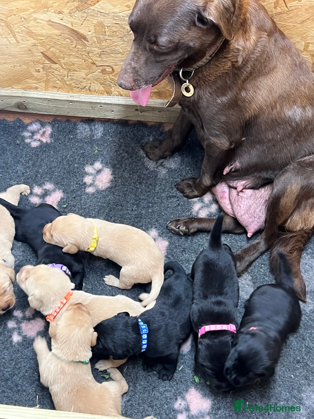 Labrador Retriever dogs for sale: Labrador puppies for sale  - Image 8