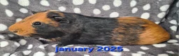 Guinea Pig rodents for sale: Rescue guinea pigs - Advert 6