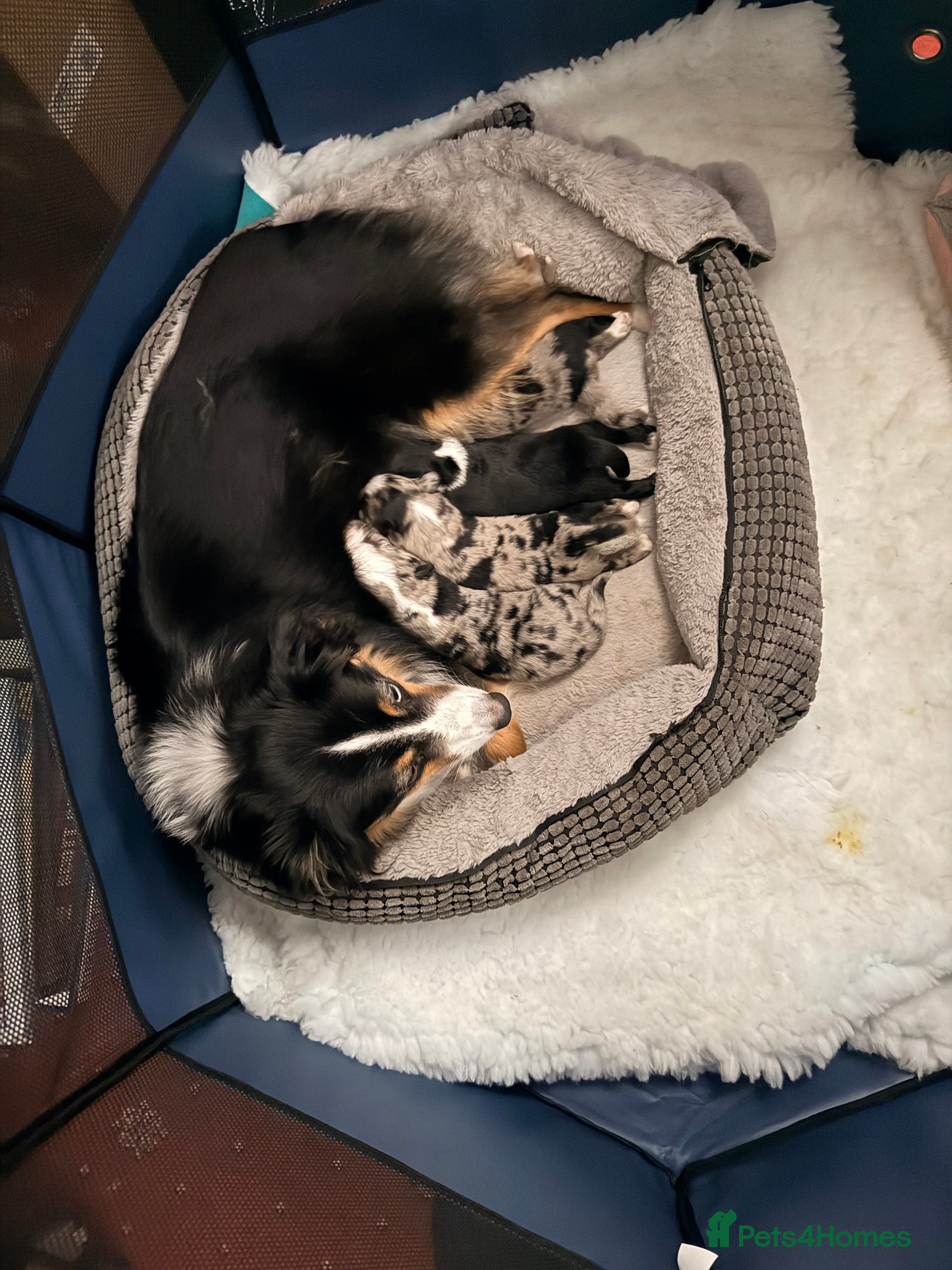 Miniature American Shepherd dogs Miniature American Shepherd Puppies - Advert 2