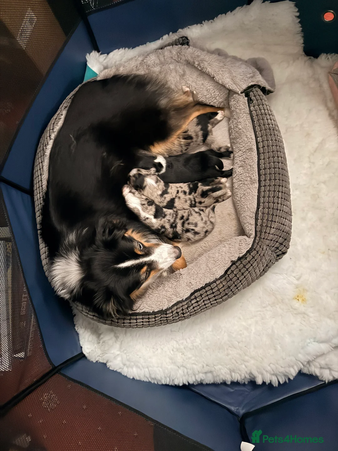 Miniature American Shepherd dogs for sale: Miniature American Shepherd Puppies in Fleetwood - Advert 2