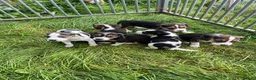 Beagle dogs for sale: Beagle cross puppies in Tiverton - Advert 2