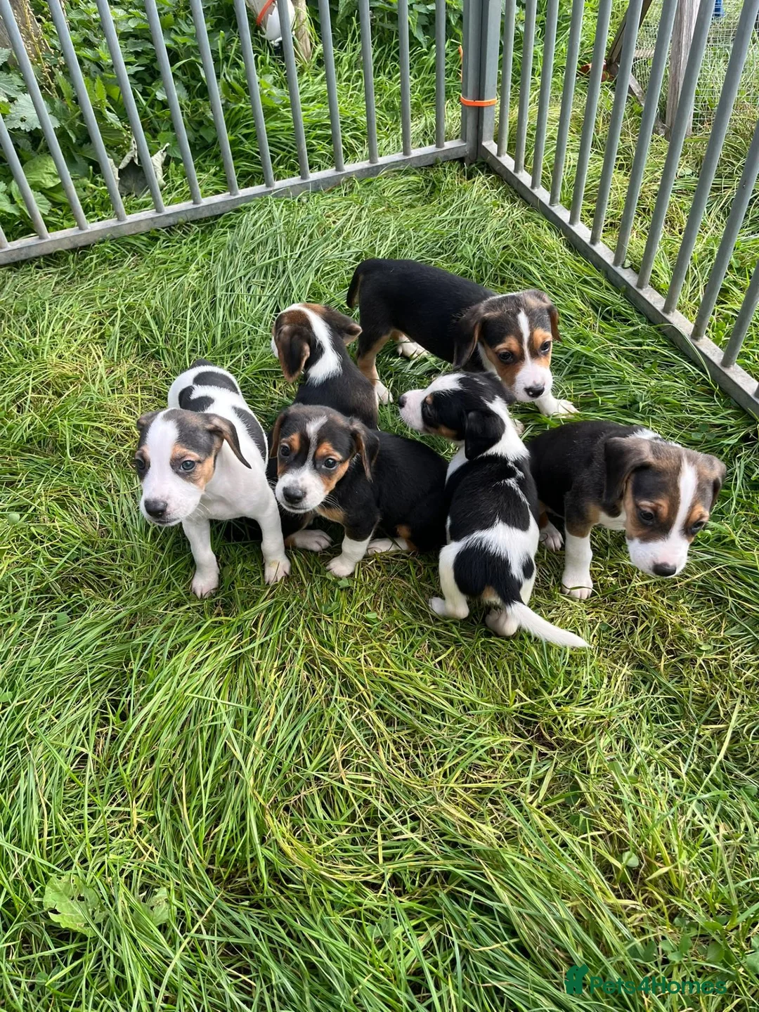 Beagle dogs for sale: Beagle cross puppies in Tiverton - Advert 2
