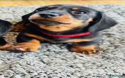 Miniature Dachshund dogs for sale: Beautiful miniature Dachshund  - Image 9
