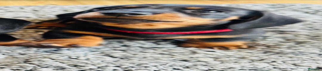 Miniature Dachshund Puppy 3