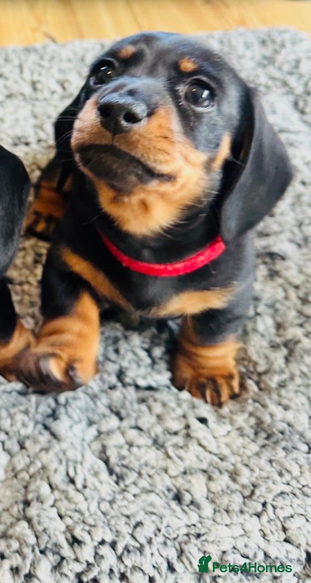 Miniature Dachshund dogs for sale: Beautiful miniature Dachshund  - Image 9
