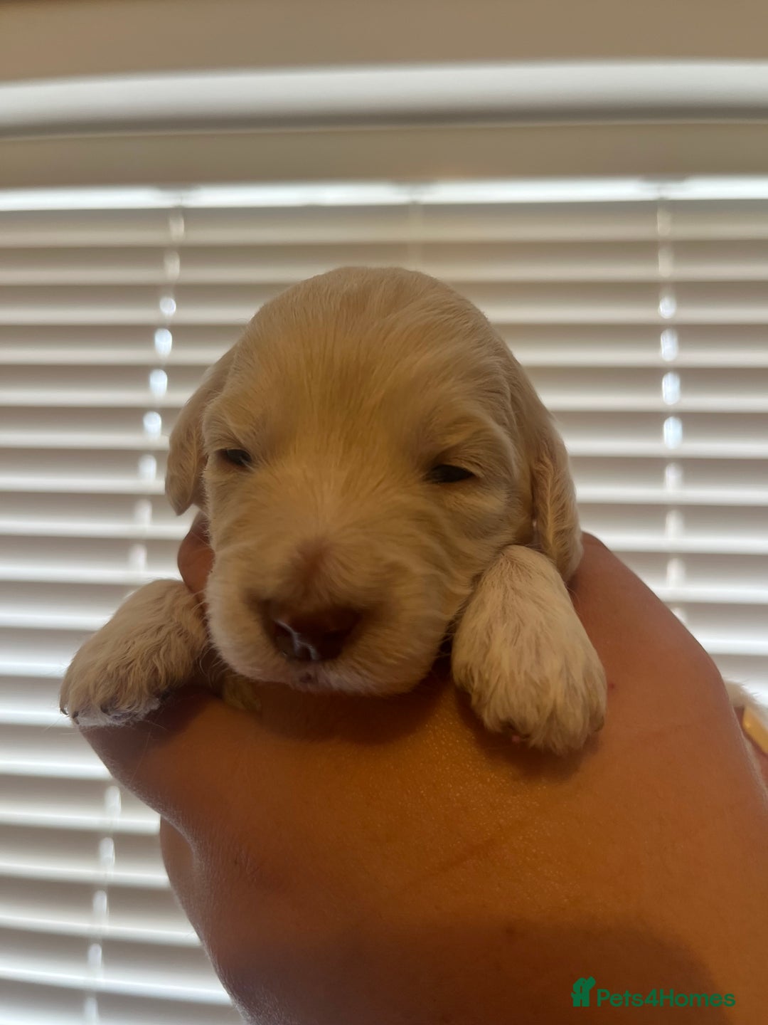 Labradoodle dogs for sale: Labradoodle puppies  - Image 7