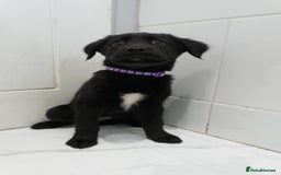 Mixed Breed dogs for sale: 2 months old - Alaskan malamute x Springardor - Image 8