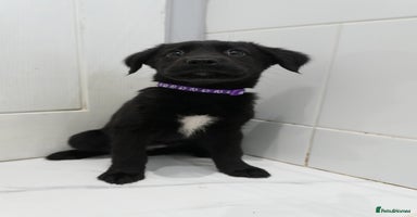 Mixed Breed dogs - Advert 1