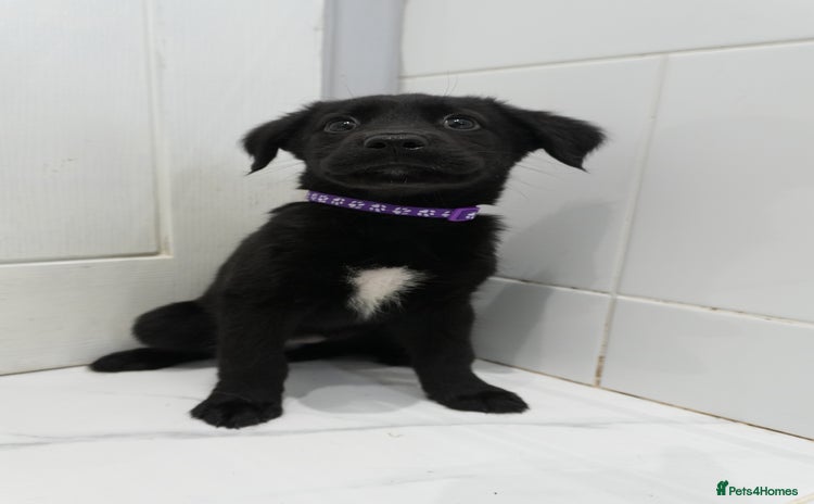 Mixed Breed dogs - Advert 4