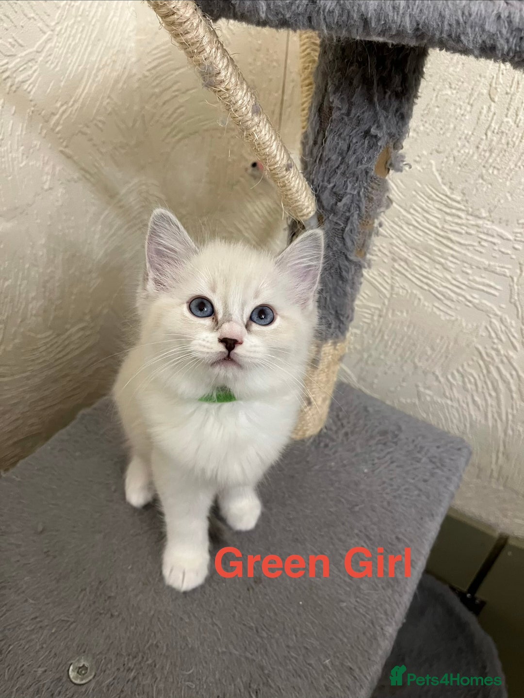 Ragdoll cats for sale: ❤️5 Beautiful Pure Ragdoll Kittens❗️❤️🐈 - Advert 12