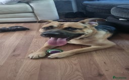 Mixed Breed dogs for sale: German Shepherd Cross staffy - Image 2