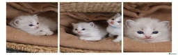 Ragdoll cats for sale: Tica Registered 💎 Ragdoll Kittens - Advert 9