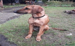 Mixed Breed dogs for adoption: Sweet Lily 5 months old Seguigio Cross - Image 9