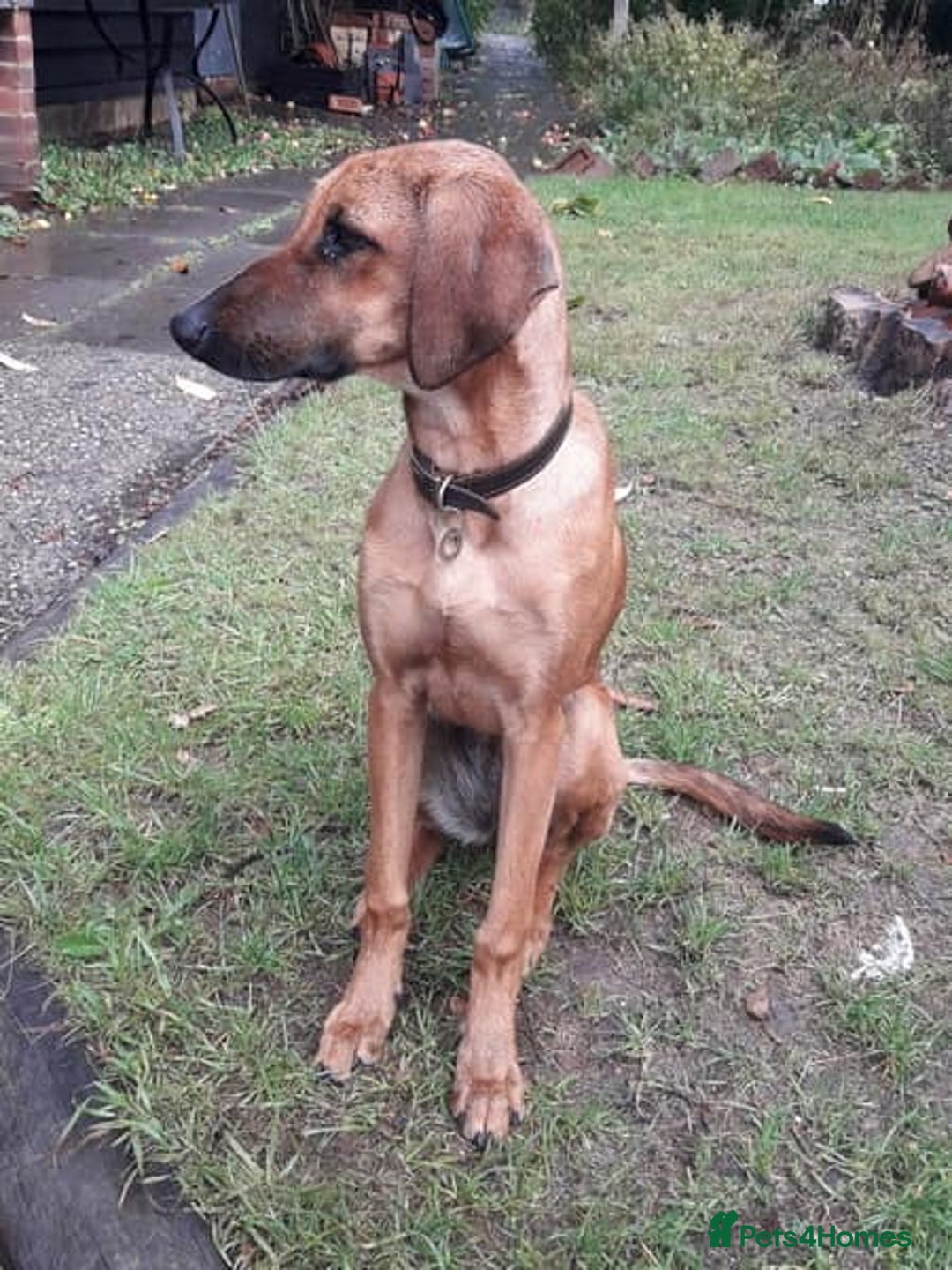 Mixed Breed dogs for adoption: Sweet Lily 5 months old Seguigio Cross - Image 9
