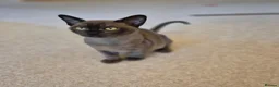 Burmese cats for sale: Stunning Pedigree Burmese Kittens - Advert 4