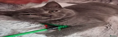 British Shorthair Kitten 1