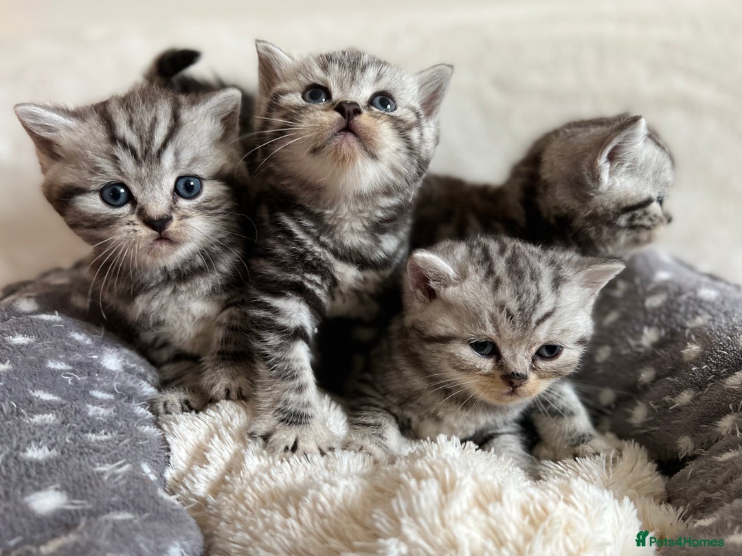 British Shorthair cats for sale: GCCF Rare Show Quality BSH Silver Tabby Kittens - Image 17