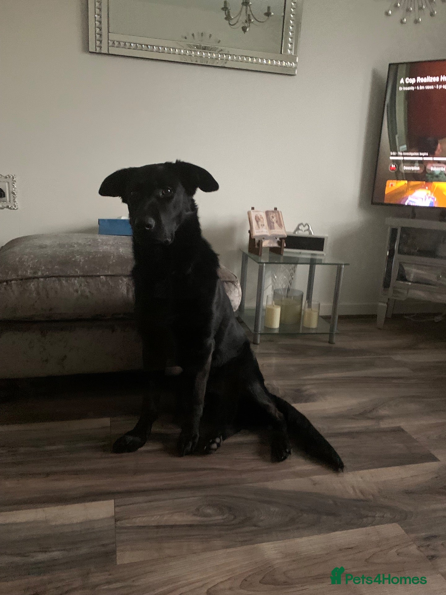 Mixed Breed dogs 3/4 German Shepherd 1/4 Labrador.  - Advert 17