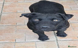 Patterdale Terrier dogs for stud: Patterdale Terrier for stud - Image 2