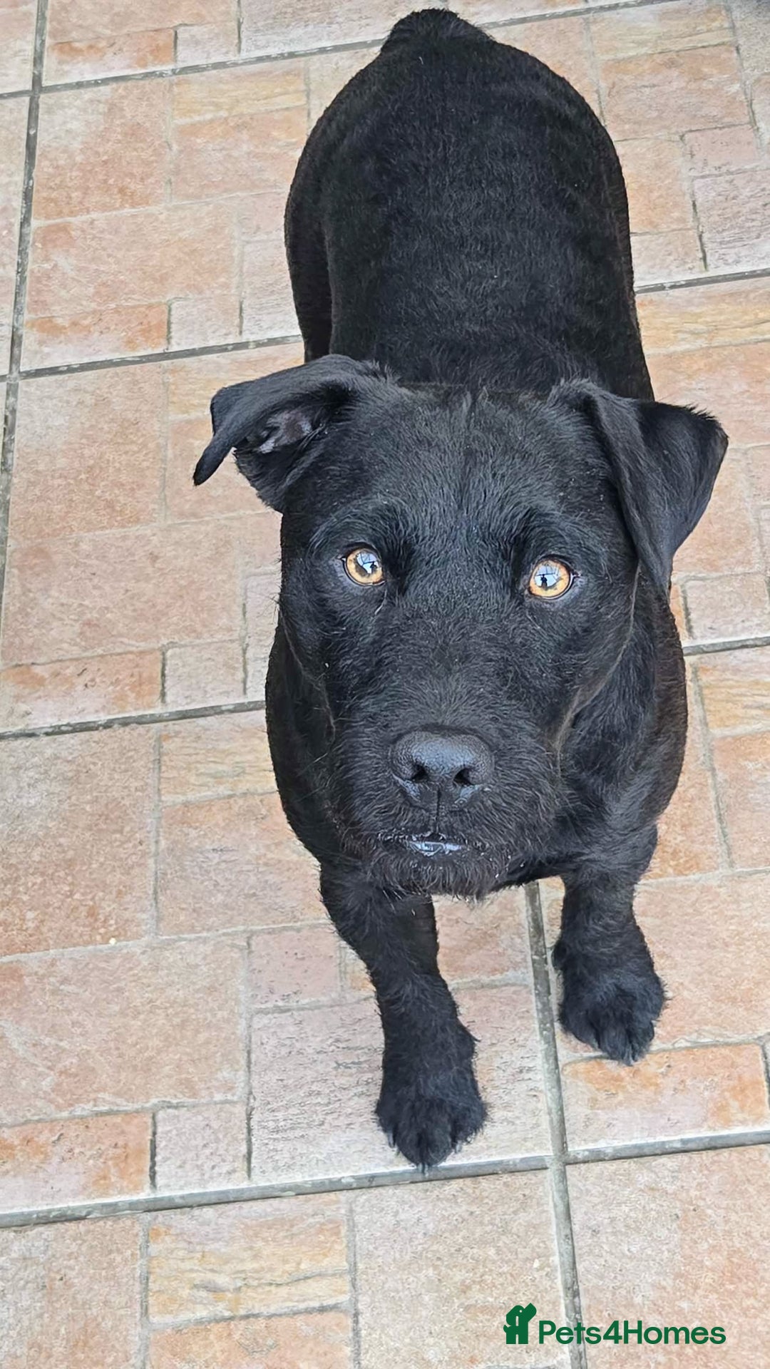 Patterdale Terrier dogs for stud: Patterdale Terrier for stud - Image 2