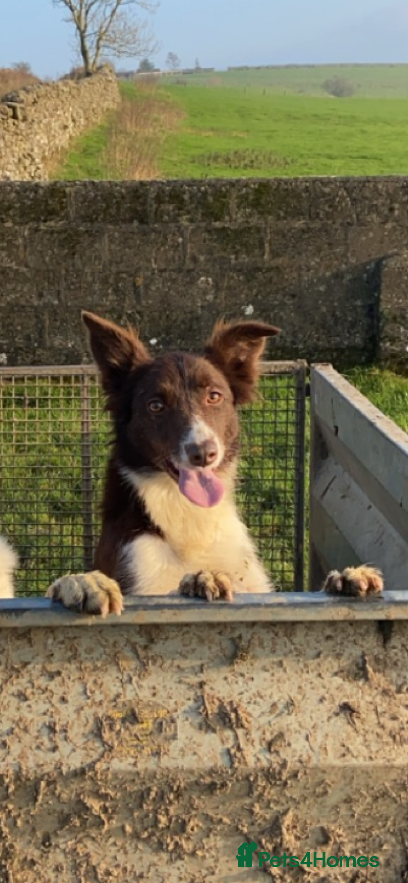 Border Collie dogs Border collie dog pups - Advert 5