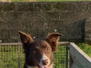 Border Collie dogs Border collie dog pups - Advert 17