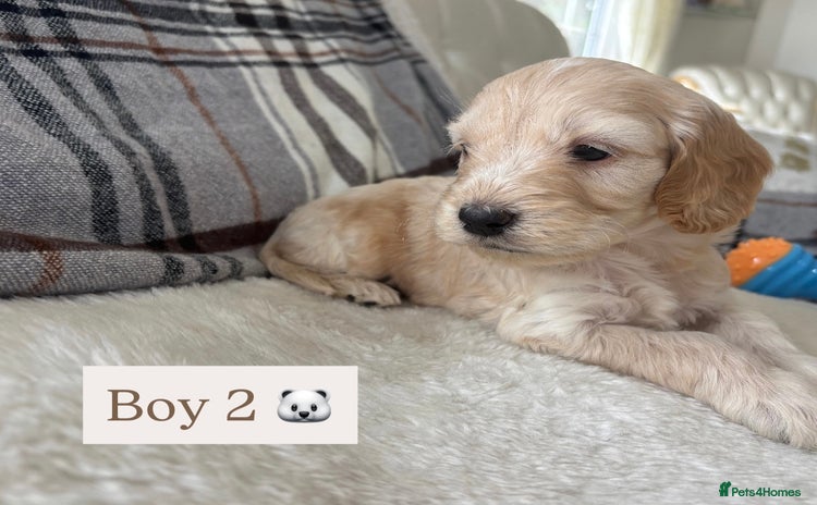 Cockapoo dogs - Advert 4