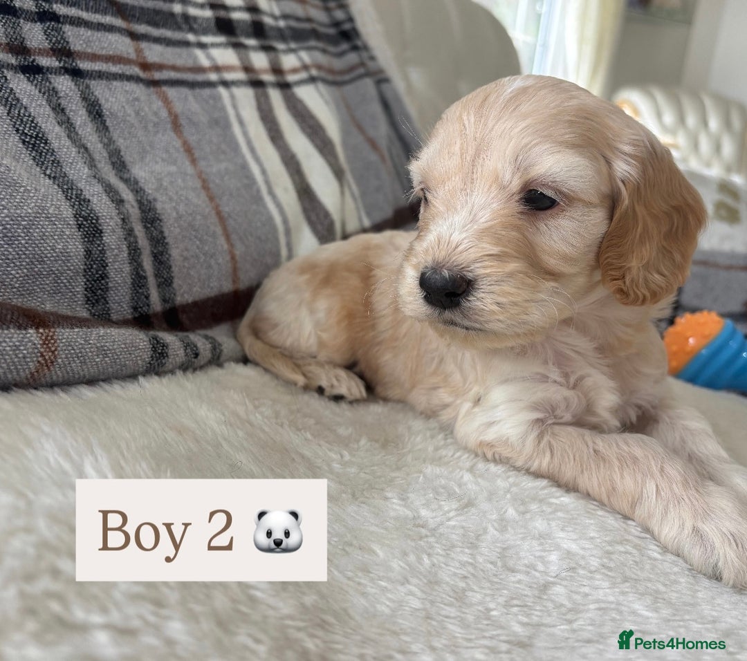 Cockapoo dogs for sale:  🐾SHOW TYPE F1 COCKAPOO PUPPIES 4 BOYS 2 GIRLS 🐾 - Image 4