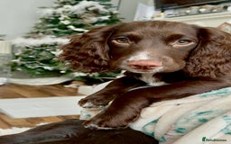 Cocker Spaniel dogs for sale: Beautiful Working Cockers Fully Health Tested  - Image 12