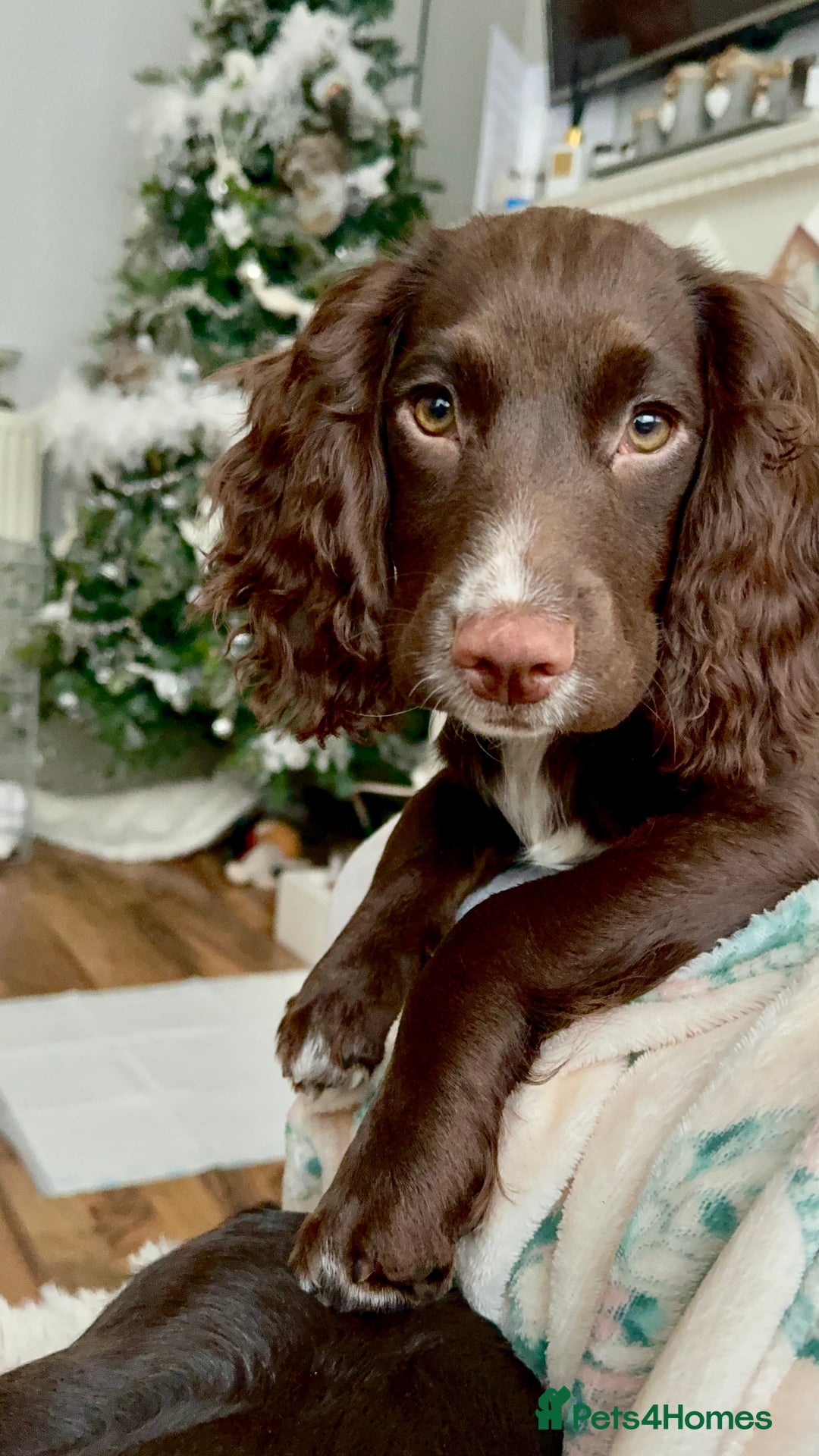 Cocker Spaniel dogs for sale: Beautiful Working Cockers Fully Health Tested  - Image 12