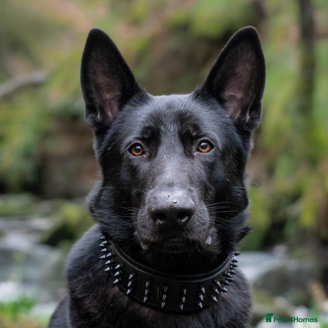 German Shepherd dogs for sale: Urgent rehome, need new home by 13th August  - Image 1