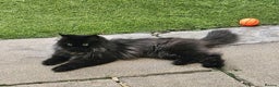 Persian cats for sale: beautiful black Persian  - Advert 2
