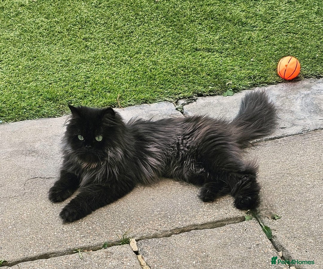 Persian cats for sale: beautiful black Persian  - Advert 2